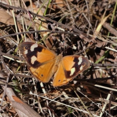 Heteronympha merope (Common Brown Butterfly) at O'Connor, ACT - 31 Mar 2023 by ConBoekel
