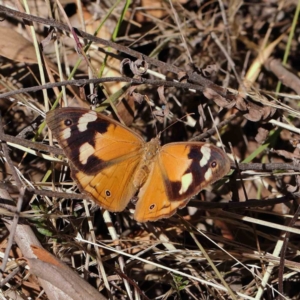 Heteronympha merope at O'Connor, ACT - 31 Mar 2023 10:59 AM