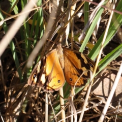 Heteronympha merope (Common Brown Butterfly) at O'Connor, ACT - 31 Mar 2023 by ConBoekel