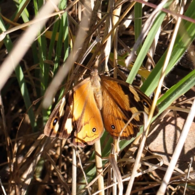 Heteronympha merope (Common Brown Butterfly) at O'Connor, ACT - 30 Mar 2023 by ConBoekel