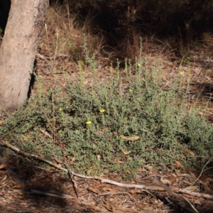 Hibbertia obtusifolia at O'Connor, ACT - 31 Mar 2023 09:17 AM