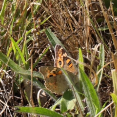 Junonia villida (Meadow Argus) at Dryandra St Woodland - 31 Mar 2023 by ConBoekel