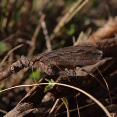 Oedosmylus tasmaniensis (Lacewing) at O'Connor, ACT - 30 Mar 2023 by ConBoekel