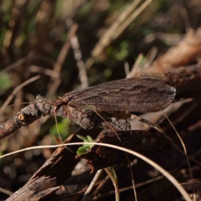 Oedosmylus tasmaniensis (Lacewing) at O'Connor, ACT - 31 Mar 2023 by ConBoekel