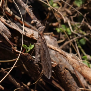 Oedosmylus tasmaniensis at O'Connor, ACT - 31 Mar 2023 09:45 AM