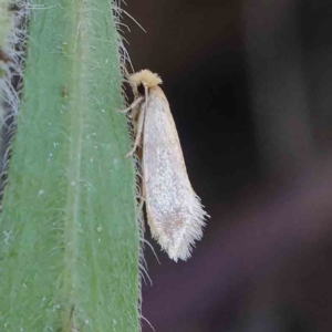 Edosa ochracea at O'Connor, ACT - 31 Mar 2023 09:59 AM