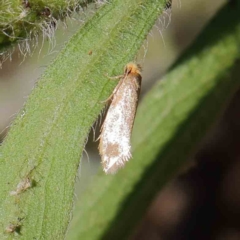 Edosa ochracea at O'Connor, ACT - 31 Mar 2023 09:59 AM