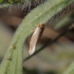 Edosa ochracea at O'Connor, ACT - 31 Mar 2023 09:59 AM