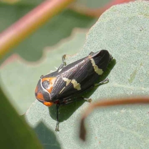 Eurymeloides pulchra at O'Connor, ACT - 31 Mar 2023