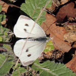 Pieris rapae at O'Connor, ACT - 31 Mar 2023 10:20 AM