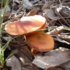 zz agaric (stem; gills not white/cream) at Bicentennial Park - 14 Jun 2023 by Paul4K