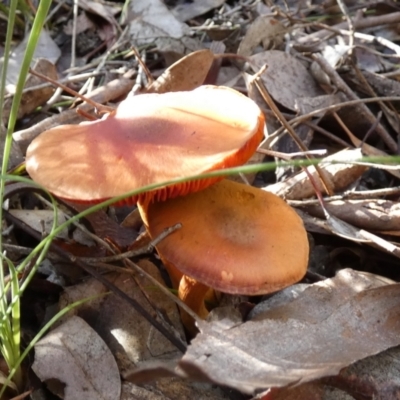 zz agaric (stem; gills not white/cream) at Bicentennial Park - 14 Jun 2023 by Paul4K