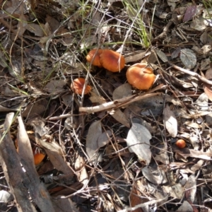 zz agaric (stem; gills not white/cream) at Bicentennial Park - 15 Jun 2023