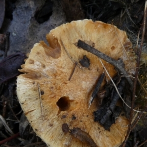 zz agaric (stem; gills not white/cream) at Queanbeyan West, NSW - 15 Jun 2023