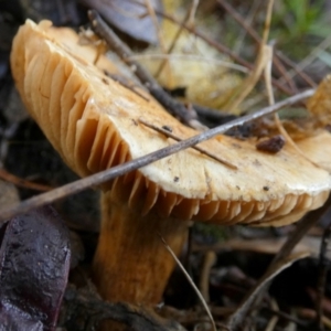 zz agaric (stem; gills not white/cream) at Queanbeyan West, NSW - 15 Jun 2023