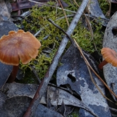 Laccaria sp. (Laccaria) at Queanbeyan West, NSW - 14 Jun 2023 by Paul4K