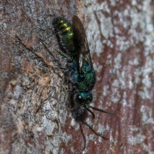 Chrysididae (family) at Higgins, ACT - 13 May 2023