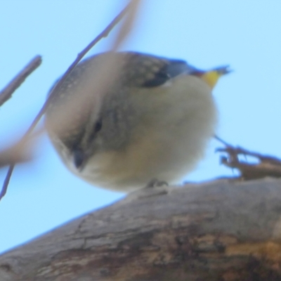 Pardalotus punctatus (Spotted Pardalote) at Bicentennial Park - 14 Jun 2023 by Paul4K