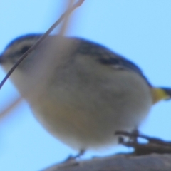 Pardalotus punctatus at Queanbeyan West, NSW - 15 Jun 2023