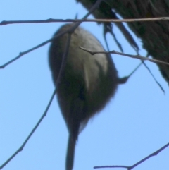 Acanthiza pusilla at Queanbeyan West, NSW - 15 Jun 2023