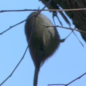 Acanthiza pusilla at Queanbeyan West, NSW - 15 Jun 2023