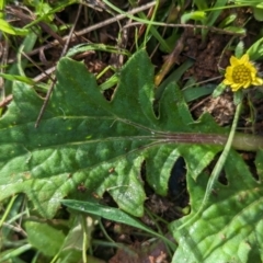 Cymbonotus sp. (preissianus or lawsonianus) (Bears Ears) at The Pinnacle - 15 Jun 2023 by CattleDog