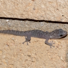 Christinus marmoratus (Southern Marbled Gecko) at Higgins, ACT - 15 Jun 2023 by AlisonMilton