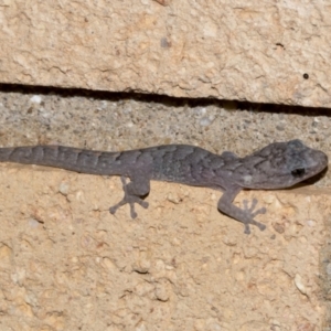 Christinus marmoratus at Higgins, ACT - 15 Jun 2023