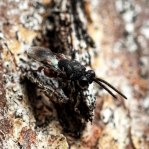 Chalcididae (family) at Higgins, ACT - 13 May 2023 01:12 PM