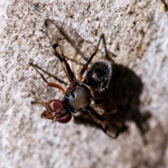 Pogonortalis doclea (Boatman fly) at Higgins, ACT - 13 May 2023 by Untidy