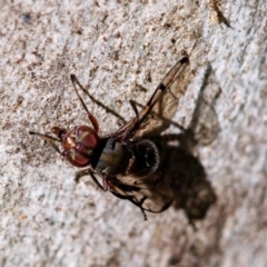 Pogonortalis doclea at Higgins, ACT - 13 May 2023 01:29 PM