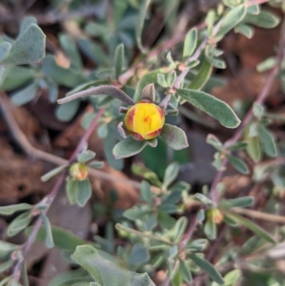 Hibbertia obtusifolia (Grey Guinea-flower) at The Pinnacle - 15 Jun 2023 by CattleDog