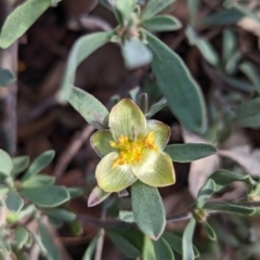 Hibbertia obtusifolia at Hawker, ACT - 15 Jun 2023