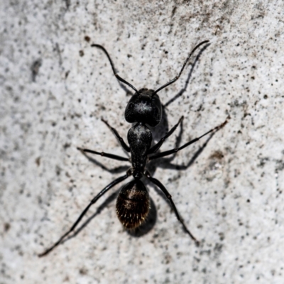 Camponotus aeneopilosus (A Golden-tailed sugar ant) at Higgins, ACT - 13 May 2023 by Untidy