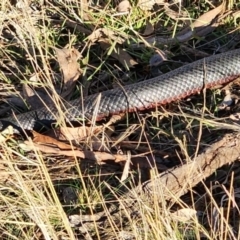 Pseudechis porphyriacus at Gundaroo, NSW - 11 Jun 2023