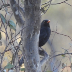 Turdus merula (Eurasian Blackbird) at Kambah, ACT - 15 Jun 2023 by HelenCross