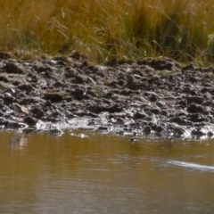 Charadrius melanops (Black-fronted Dotterel) at Paddys River, ACT - 15 Jun 2023 by RodDeb