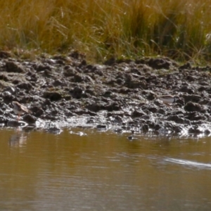 Charadrius melanops at Paddys River, ACT - 15 Jun 2023 01:21 PM