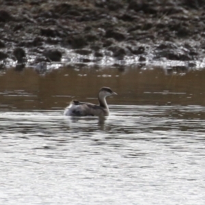 Poliocephalus poliocephalus at Paddys River, ACT - 15 Jun 2023