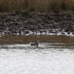 Poliocephalus poliocephalus at Paddys River, ACT - 15 Jun 2023