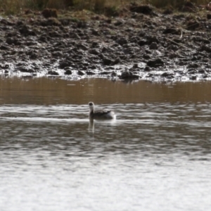 Poliocephalus poliocephalus at Paddys River, ACT - 15 Jun 2023