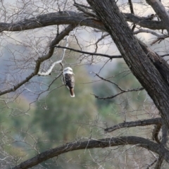 Dacelo novaeguineae at Paddys River, ACT - 15 Jun 2023