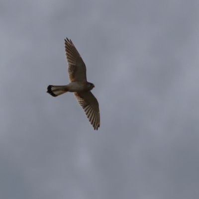 Falco cenchroides (Nankeen Kestrel) at Paddys River, ACT - 15 Jun 2023 by RodDeb