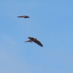 Falco cenchroides at Paddys River, ACT - 15 Jun 2023