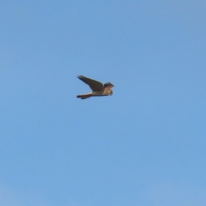 Falco cenchroides at Paddys River, ACT - 15 Jun 2023