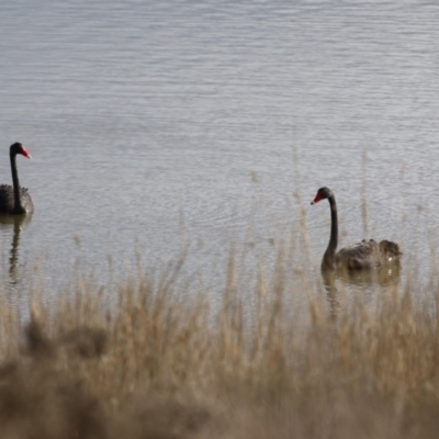 Cygnus atratus (Black Swan) at Gordon, ACT - 15 Jun 2023 by RodDeb