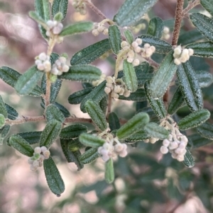 Pomaderris angustifolia at Michelago, NSW - 15 Jun 2023