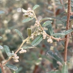 Pomaderris angustifolia at Michelago, NSW - 15 Jun 2023