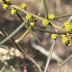 Acacia genistifolia (Early Wattle) at Michelago, NSW - 15 Jun 2023 by JaneR