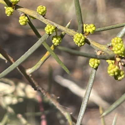 Acacia genistifolia (Early Wattle) at Michelago, NSW - 15 Jun 2023 by JaneR